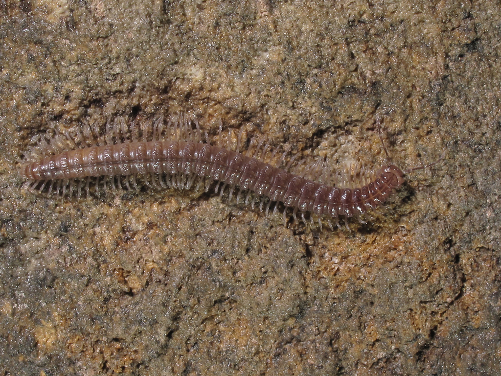 Представитель Семейства Cleidogonidae